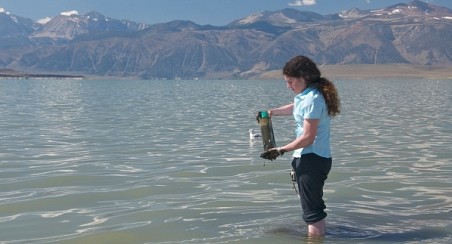 Geomicrobiologist Felisa Wolfe-Simon, collecting lake-bottom sediments in the shallow waters of Mono Lake in California. Wolfe-Simon cultured the arsenic-utilizing organisms from this hypersaline and highly alkaline environment. Credit: ©2010 Henry Bortman