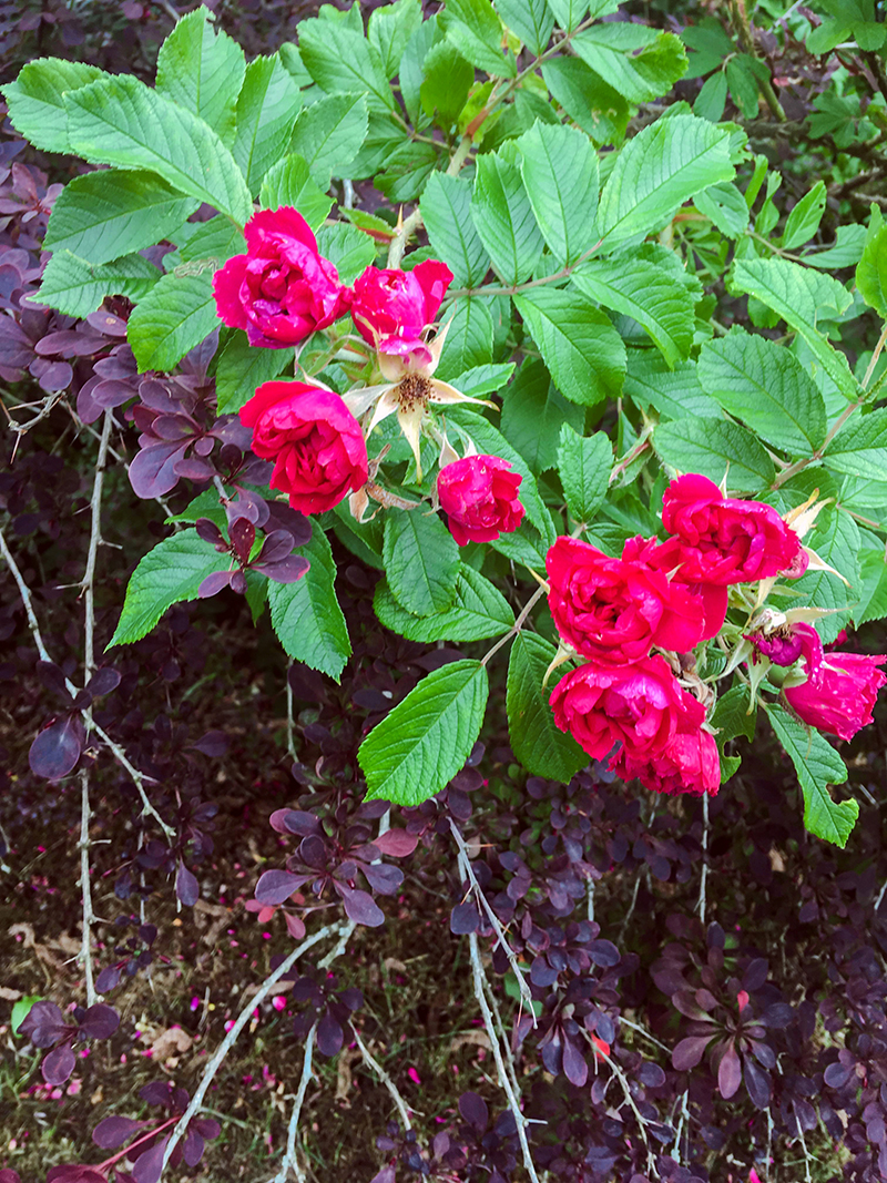 trädgård juni