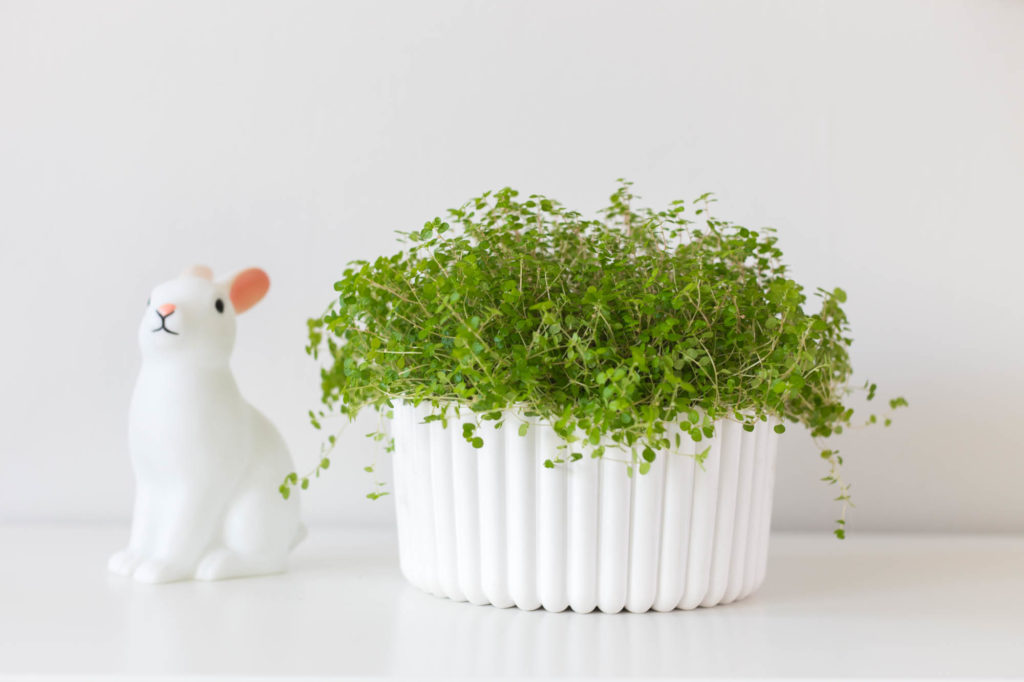 DIY Plaster planter | by Dnilva