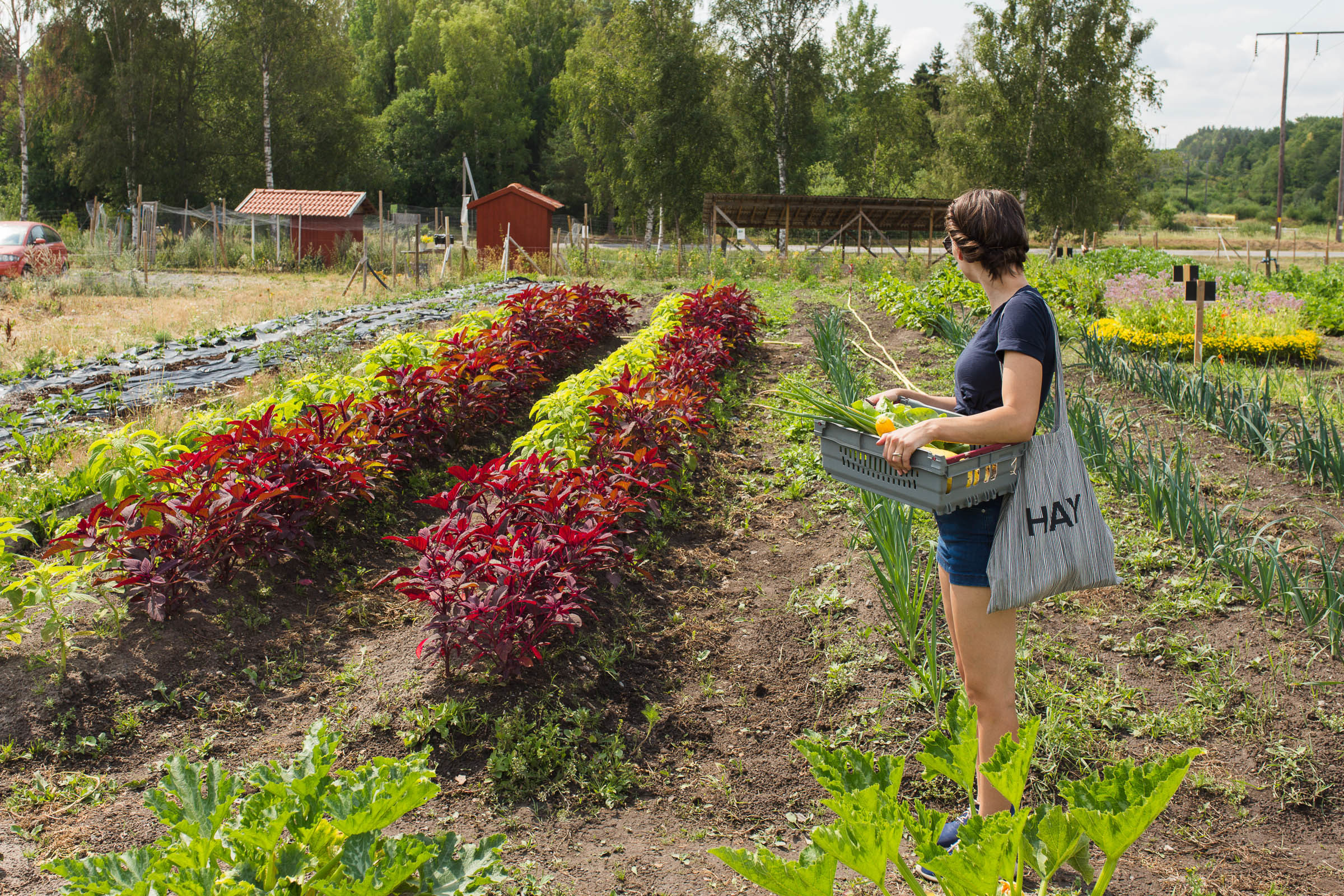 Trädgårn Södertälje ekologiska grönsaker