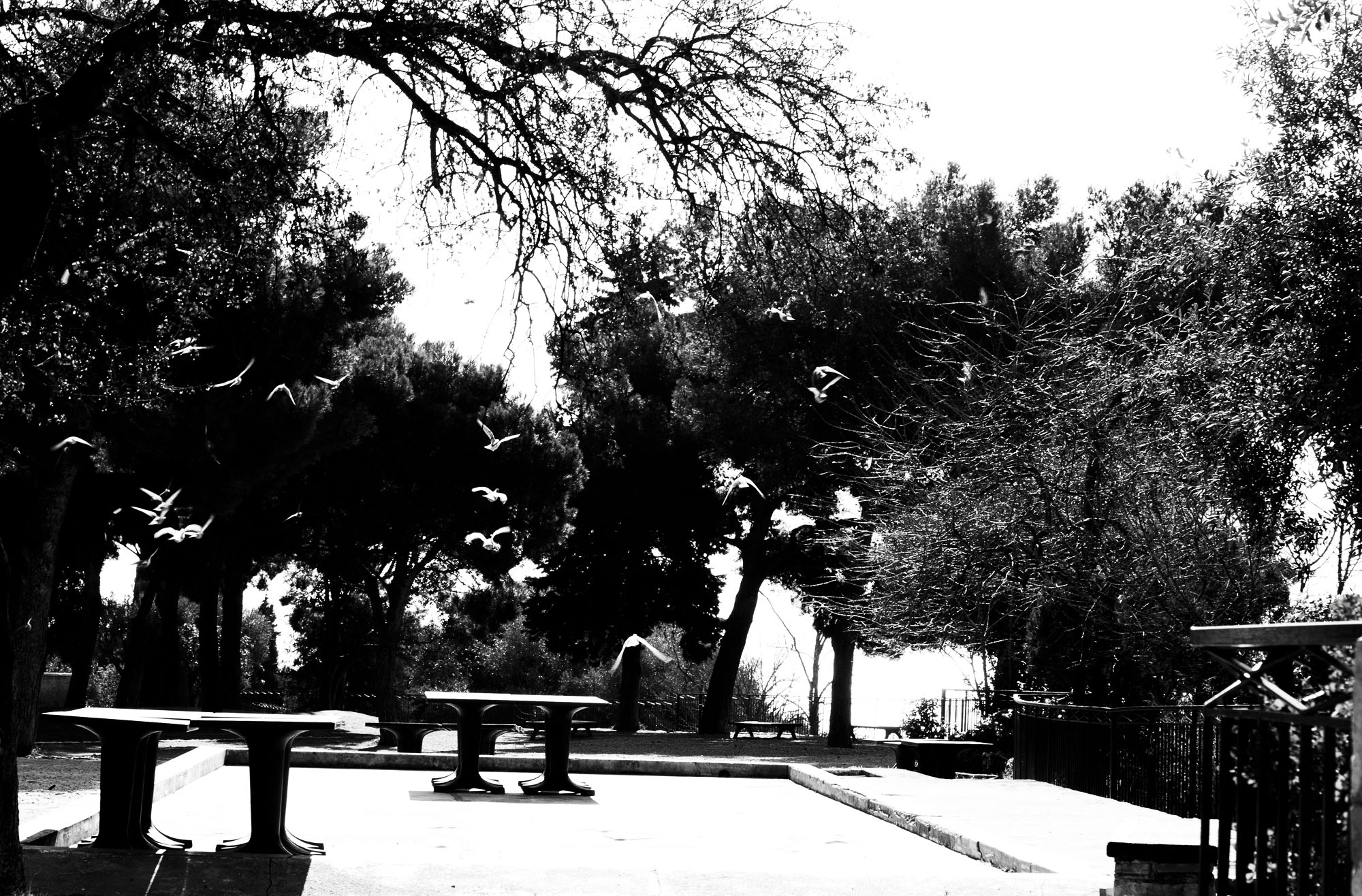 SONY DSC