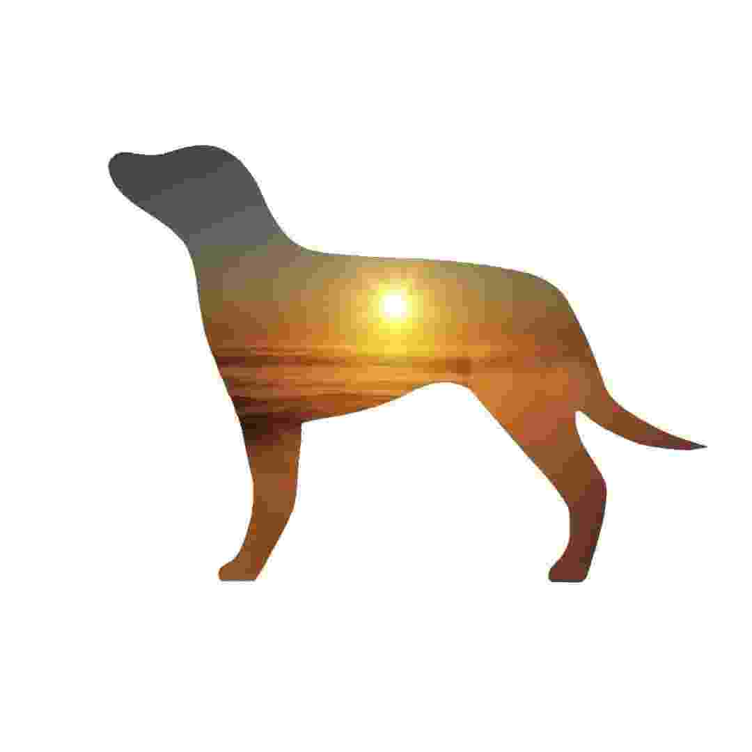 Little Brown Dog Spirits