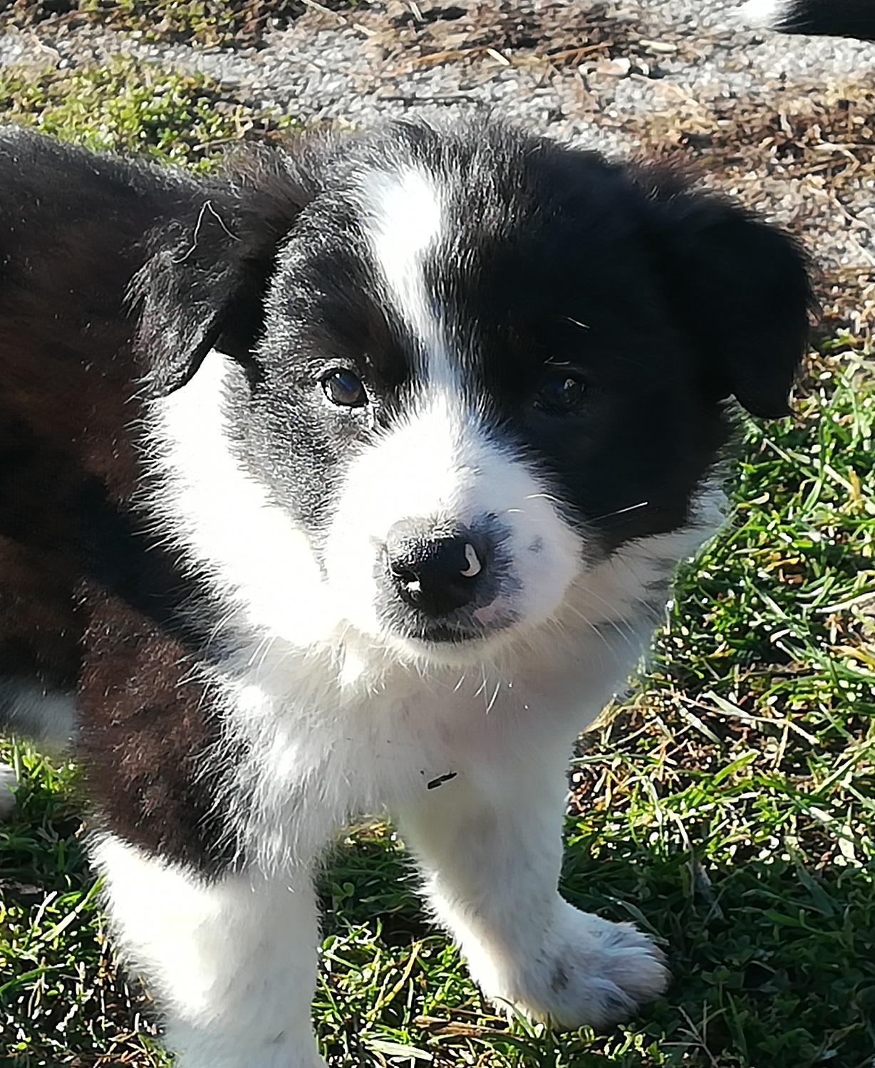 ΜΠΟΡΝΤΕΡ ΚΟΛΕΫ κουτάβι 