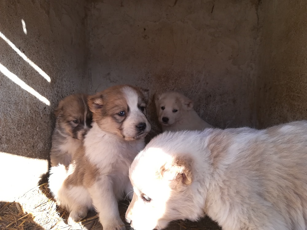 ПΟΙΜΕΝΙΚΟΣ κεντρικής Ασίας - Αλαμπάι