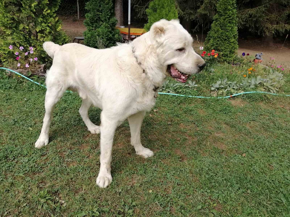 ПΟΙΜΕΝΙΚΟΣ κεντρικής Ασίας - Αλαμπάι (2)