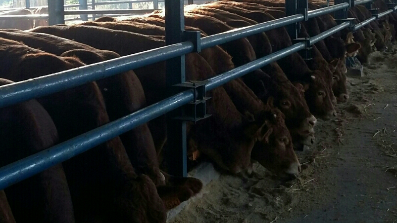 ΜΟΣΧΑΡΙΑ ΚΡΕΑΤΟΠΑΡΑΓΩΓΗΣ ΛΙΜΟΥΖΙΝ 