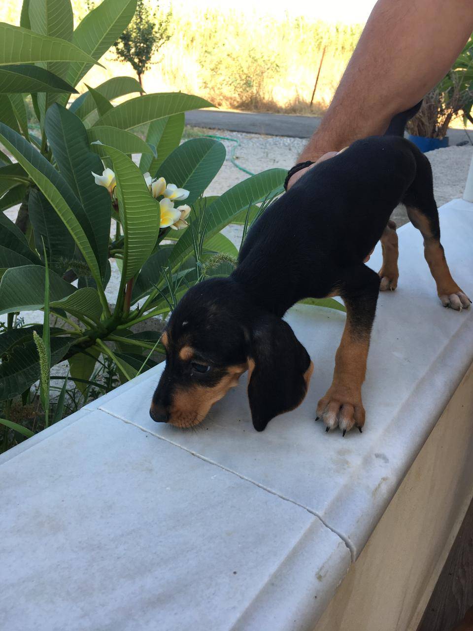 Χαρίζω σκυλάκια στα καλά χέρια 