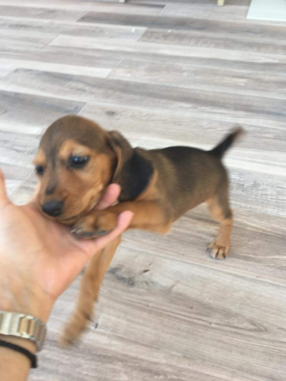 Χαρίζω σκυλάκια στα καλά χέρια  (2)