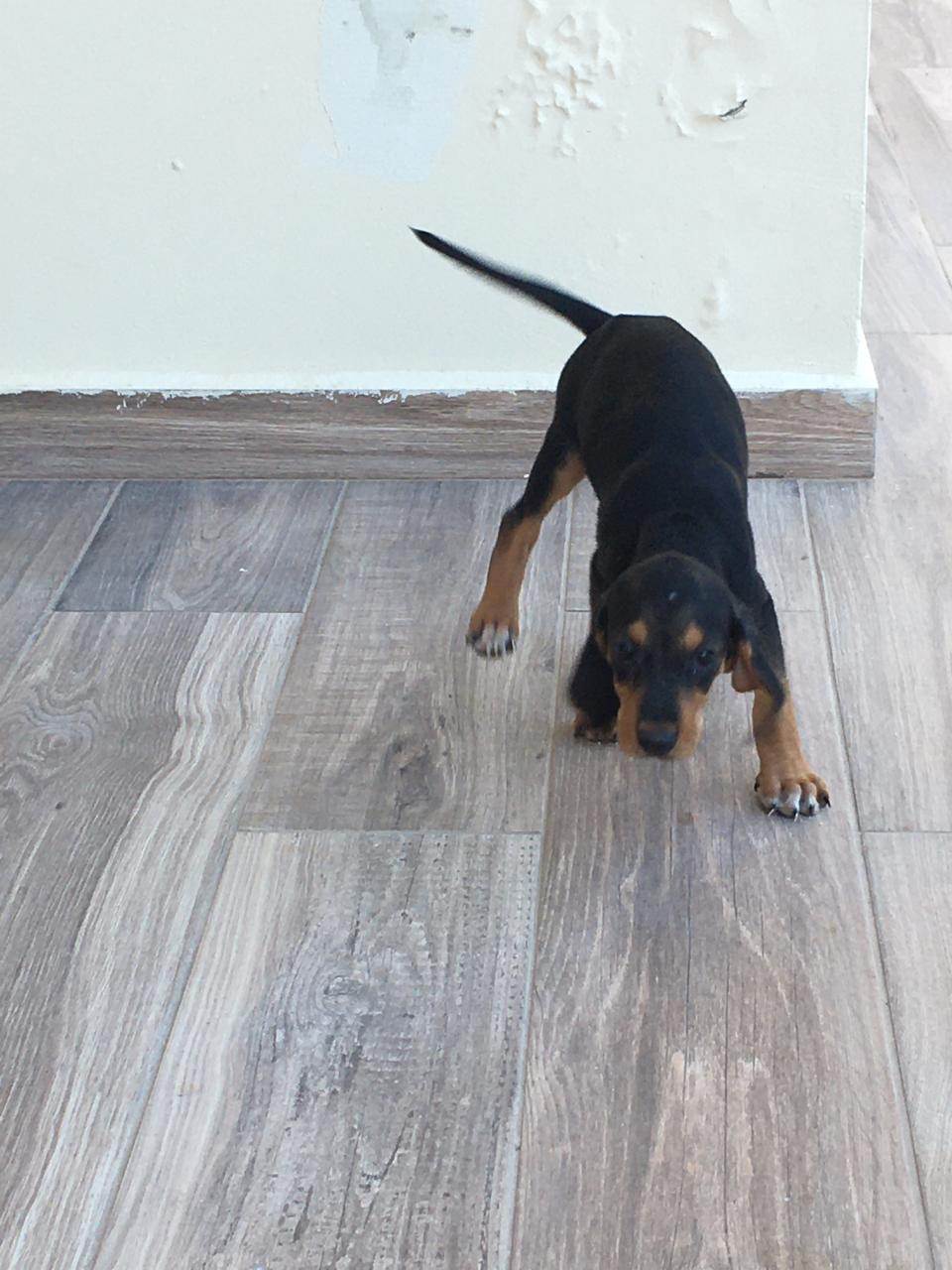 Χαρίζω σκυλάκια στα καλά χέρια  (3)