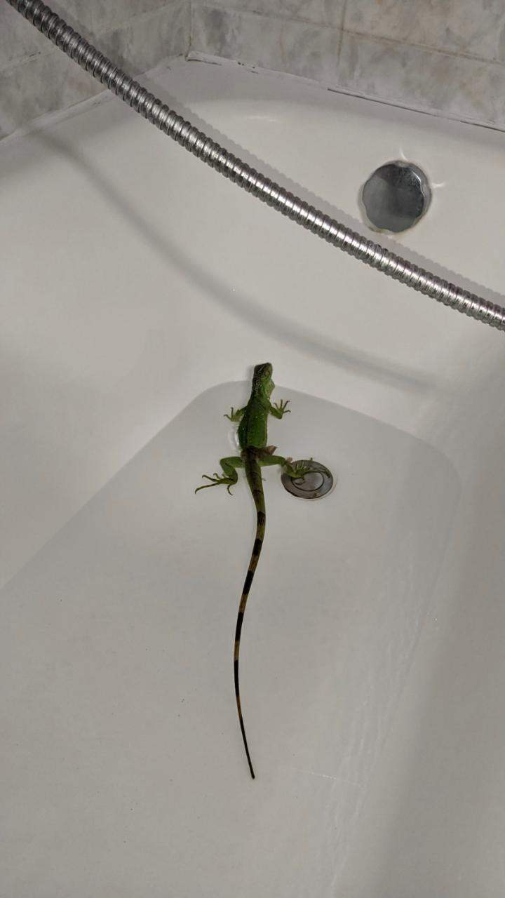 Πωλείται Ιγκουάνα ηλικίας 12 μηνών