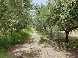 Οικόπεδο  (3)