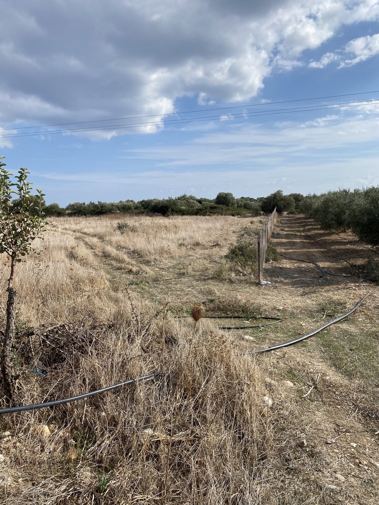 ΑΓΡΟΤΕΜΑΧΙΟ 3800 τ.μ. (3)