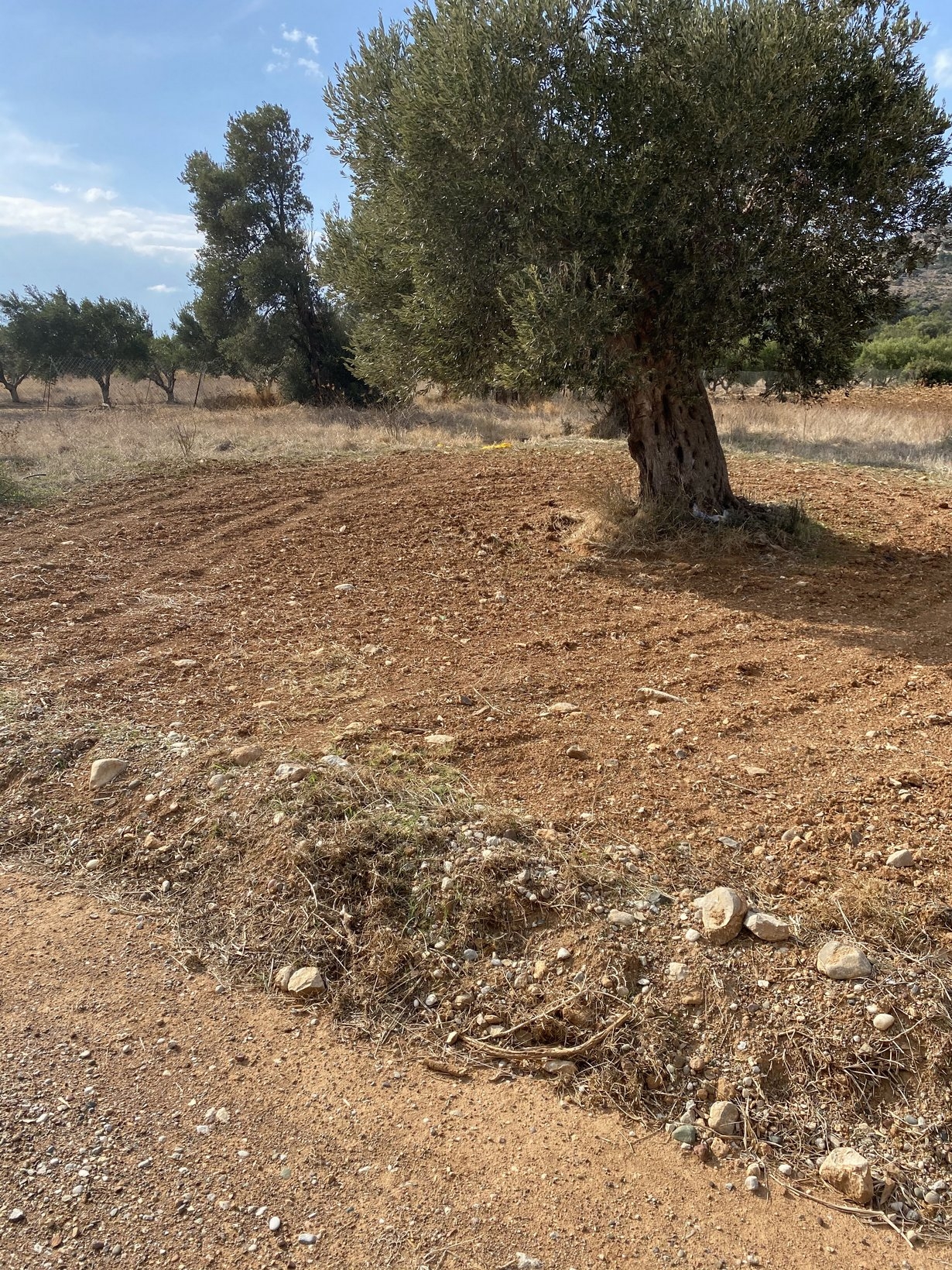 ΑΓΡΟΤΕΜΑΧΙΟ 4700 τ.μ. (2)