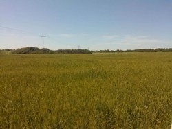 Οικόπεδο  (3)