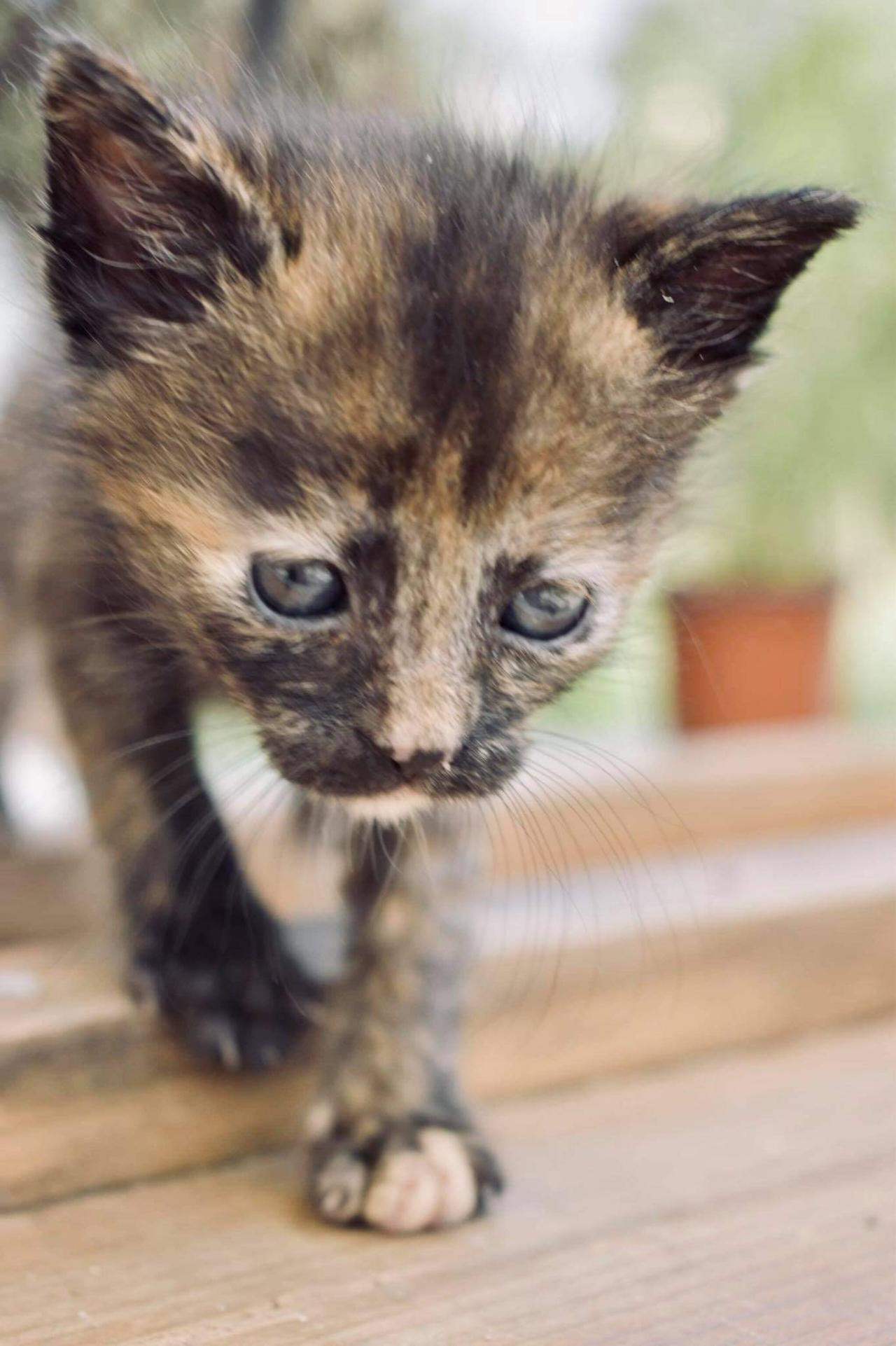 Χαρίζονται γατάκια