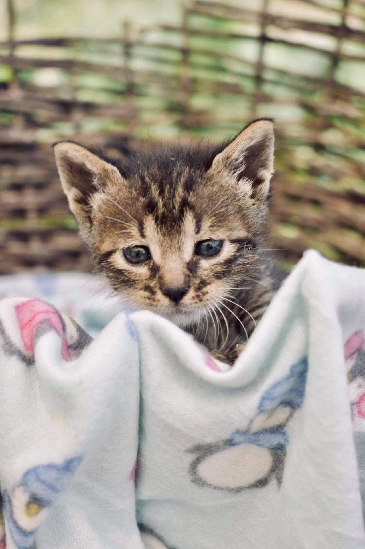 Χαρίζονται γατάκια (2)
