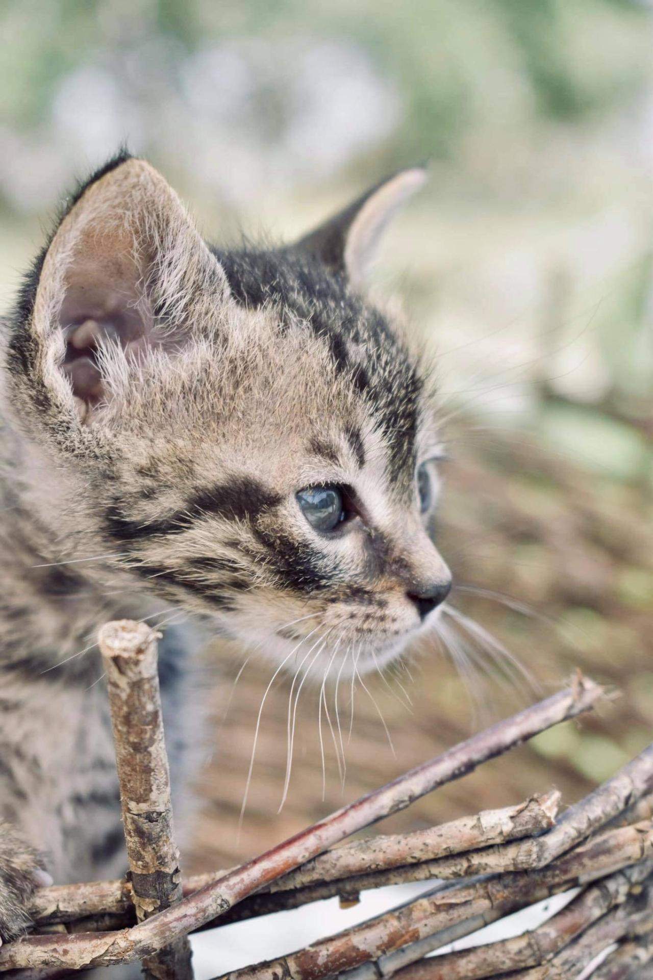 Χαρίζονται γατάκια (3)