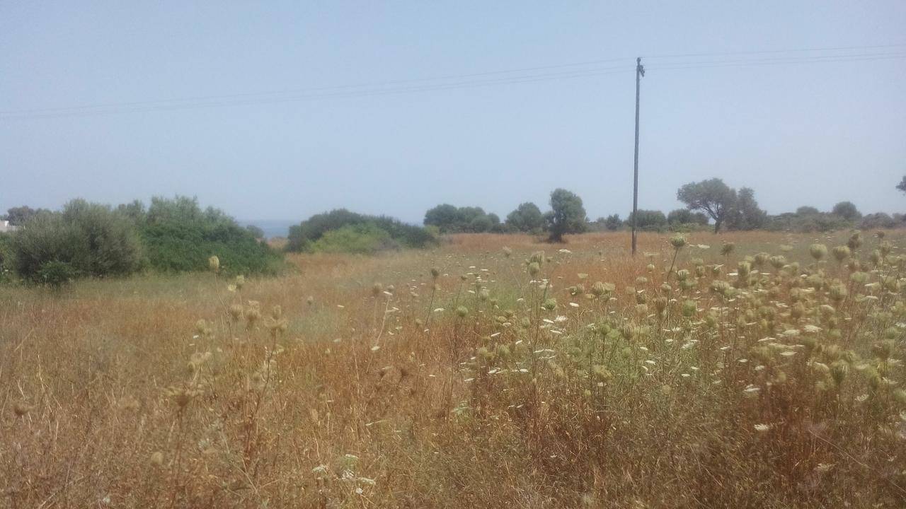 Αγροτεμάχιο 