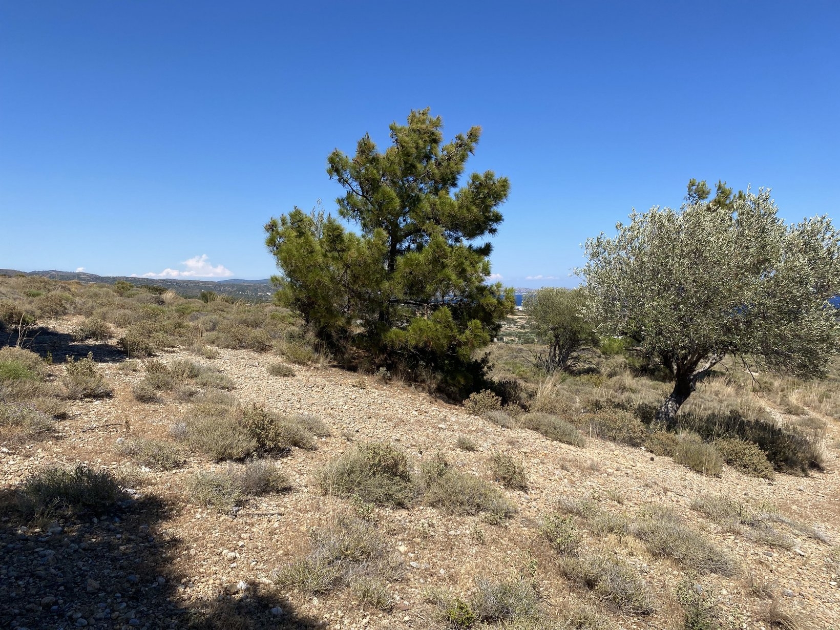 ΑΓΡΟΤΕΜΑΧΙΟ 3000 τ.μ. (3)