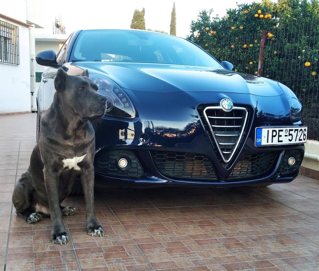 Alfa Romeo Other Alfa Romeo Models 2013 (2)