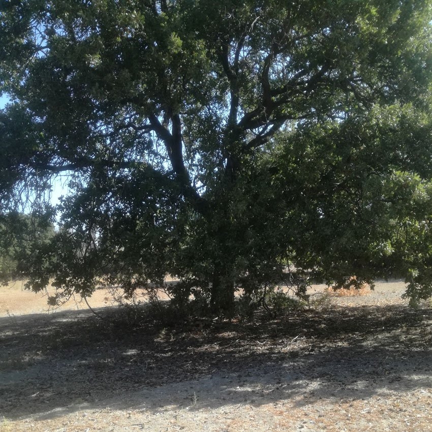 ΑΓΡΟΤΕΜΑΧΙΟ 6300 τ.μ.