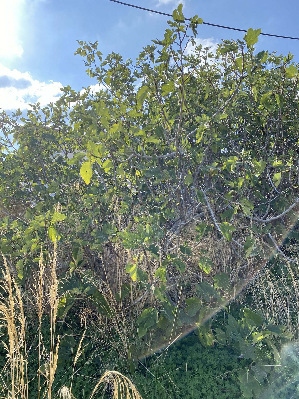 ΟΙΚΟΠΕΔΟ 102 τ.μ.