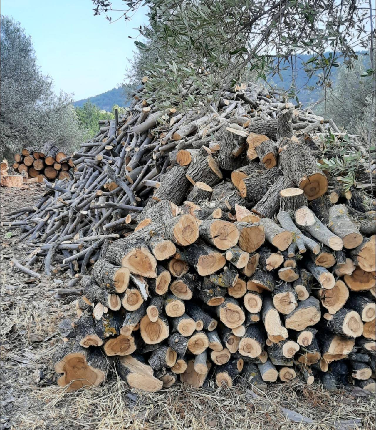 ΚΑΥΣΟΞΥΛΑ ΡΟΔΟΥ  (2)