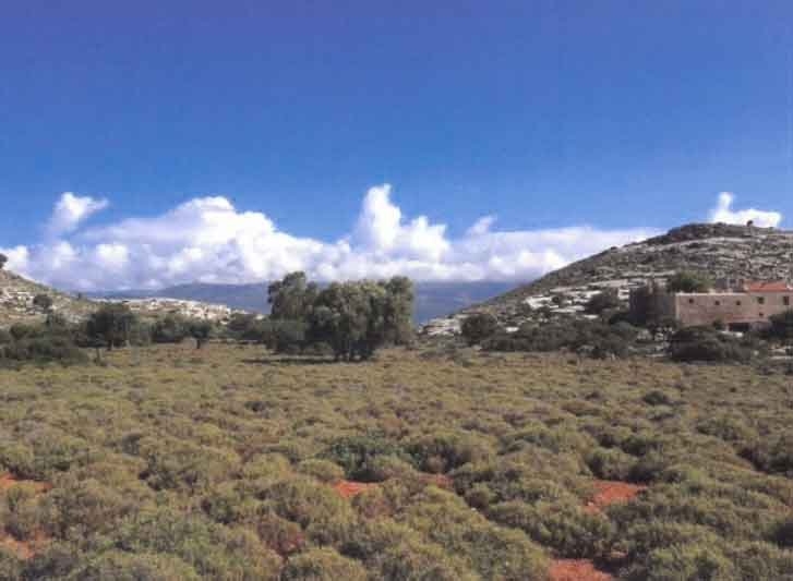 ΑΓΡΟΤΕΜΑΧΙΟ 6715 τ.μ. (4)