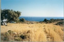 Οικόπεδο  (3)