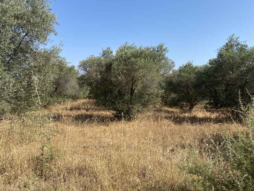 ΑΓΡΟΤΕΜΑΧΙΟ 7000 τ.μ. (4)