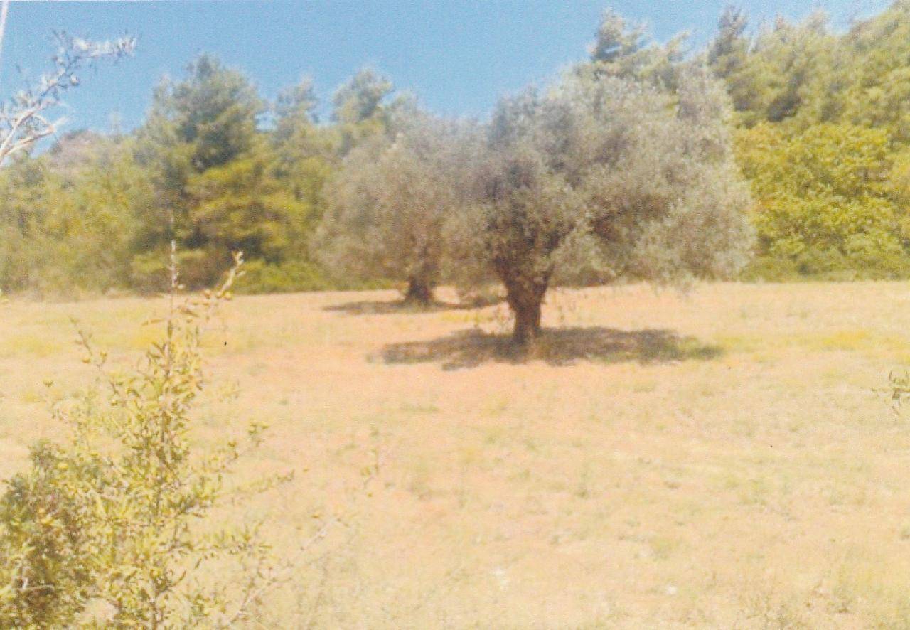 Αγροτεμάχιο 