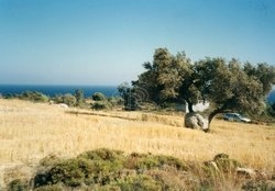 Οικόπεδο  (2)