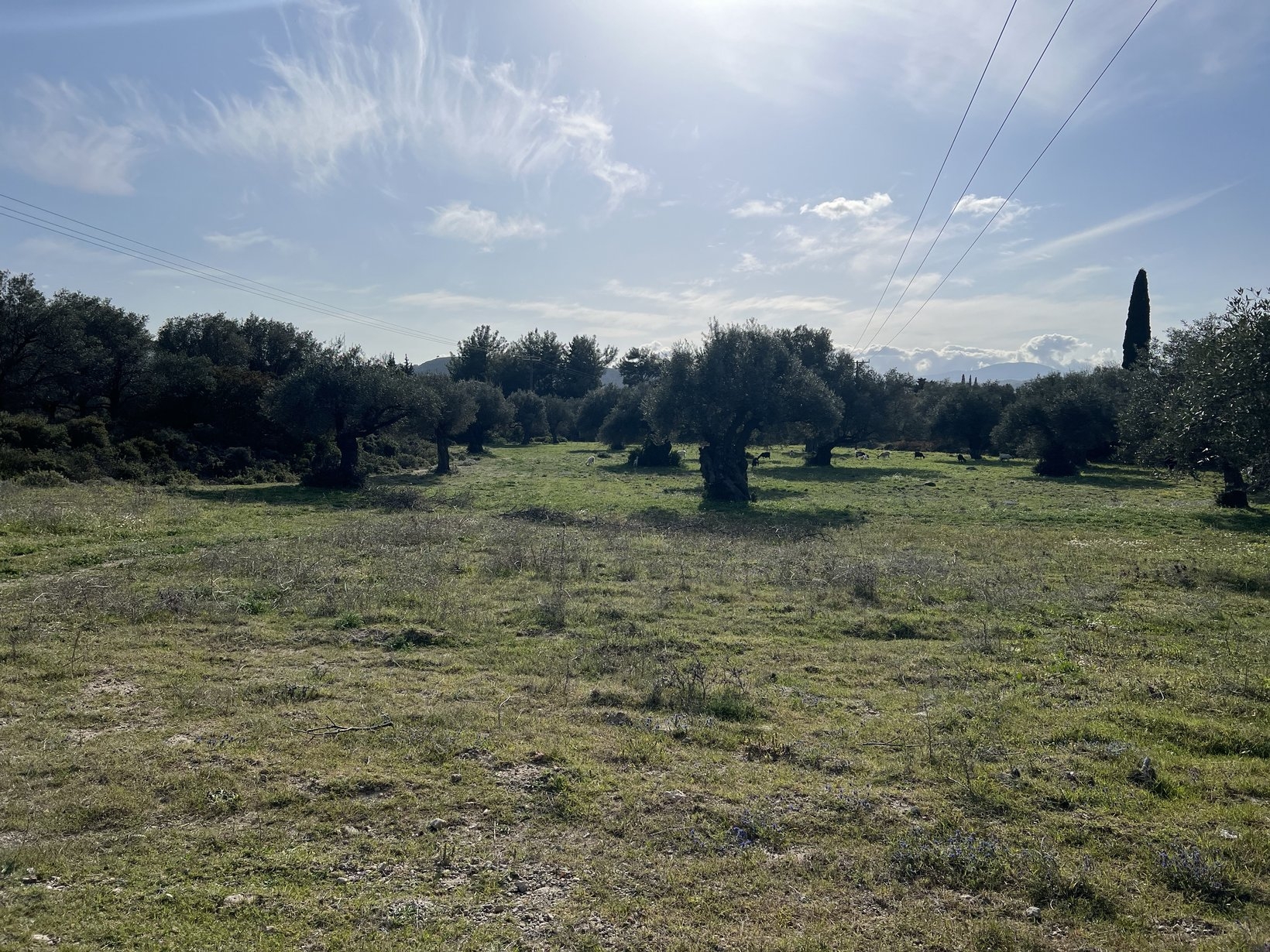 ΑΓΡΟΤΕΜΑΧΙΟ 11000 τ.μ. (2)