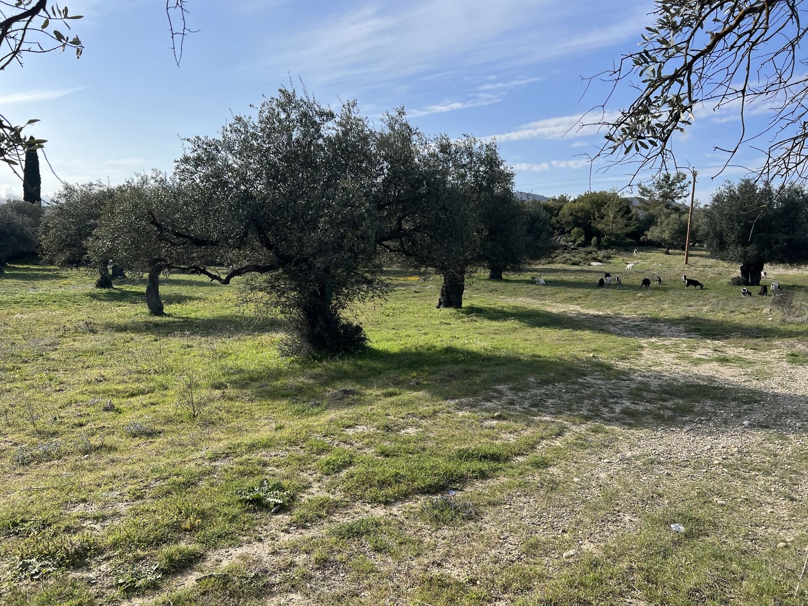 ΑΓΡΟΤΕΜΑΧΙΟ 11000 τ.μ. (3)