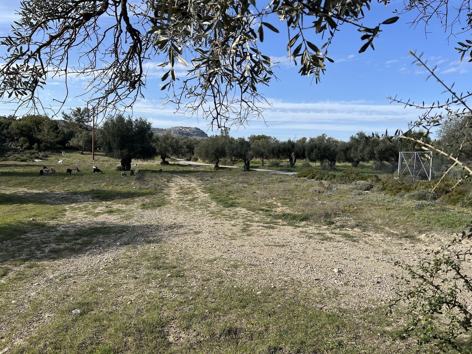 ΑΓΡΟΤΕΜΑΧΙΟ 11000 τ.μ. (4)