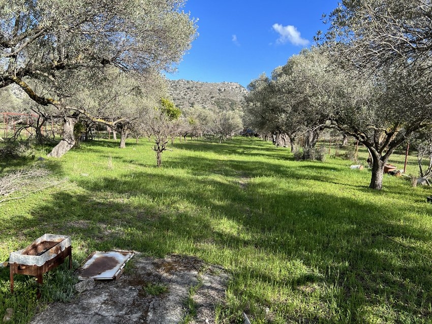 ΟΙΚΟΠΕΔΟ 3500 τ.μ.