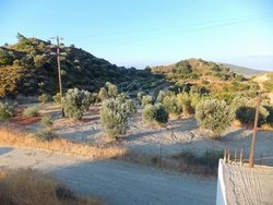 Αγροτεμάχιο  (4)