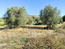 Οικόπεδο  (4)