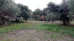 Οικόπεδο  (3)