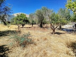 Οικόπεδο  (3)