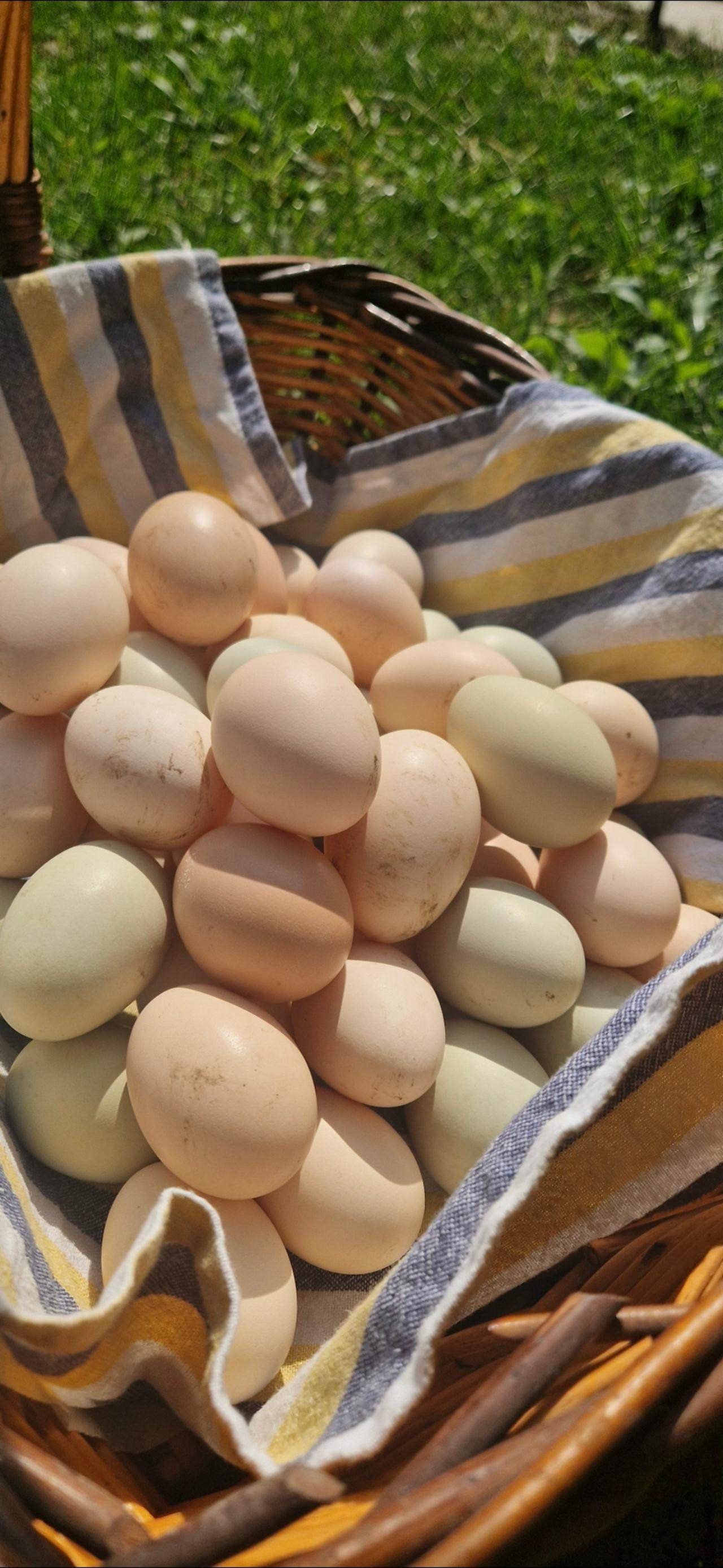 Πωλούνται φρέσκα αυγά Ρόδος 