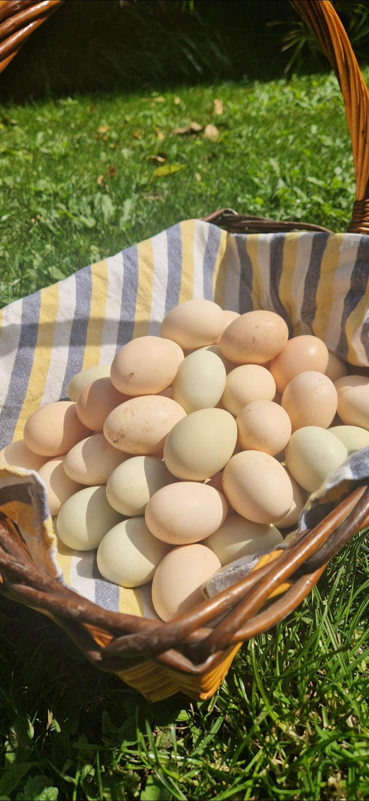 Πωλούνται φρέσκα αυγά Ρόδος  (2)
