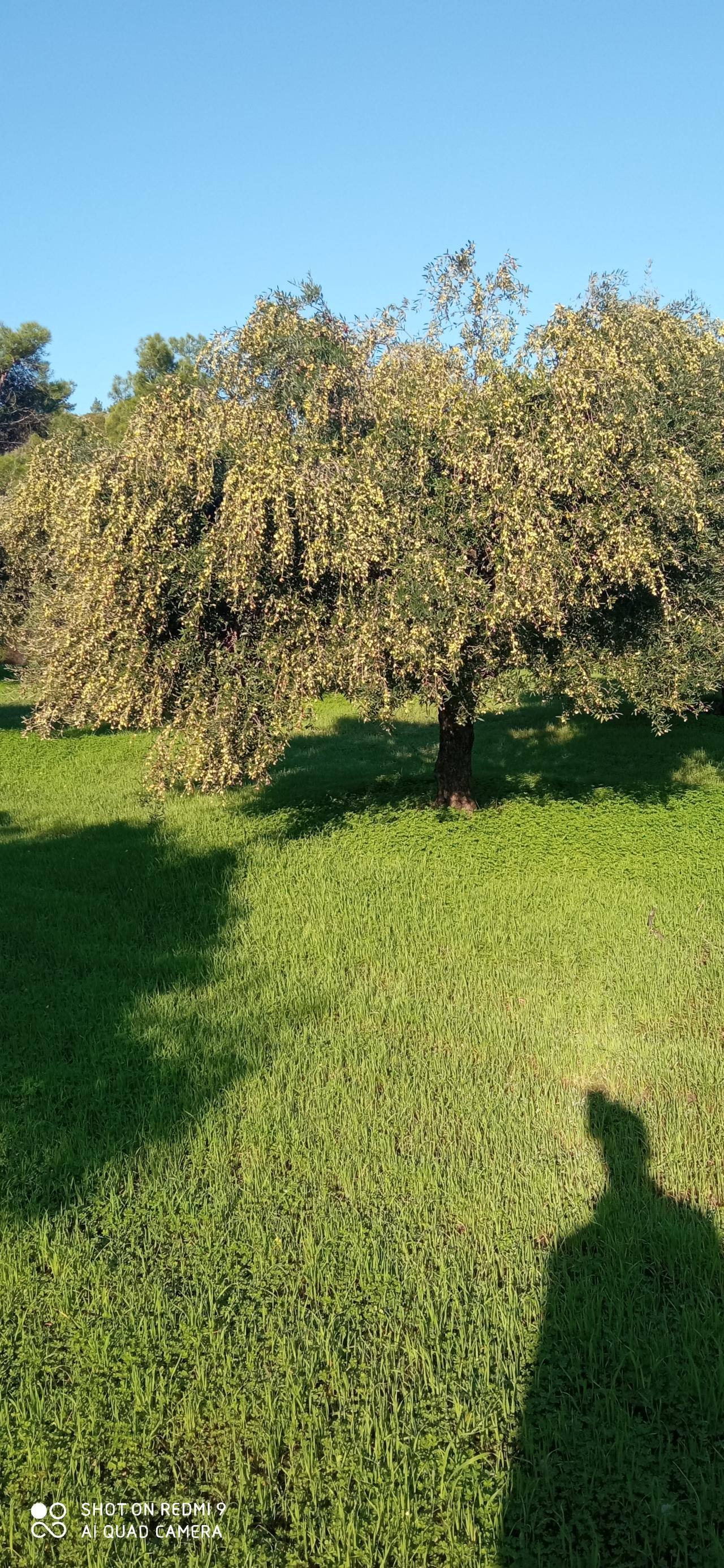 Αγροτεμάχιο 