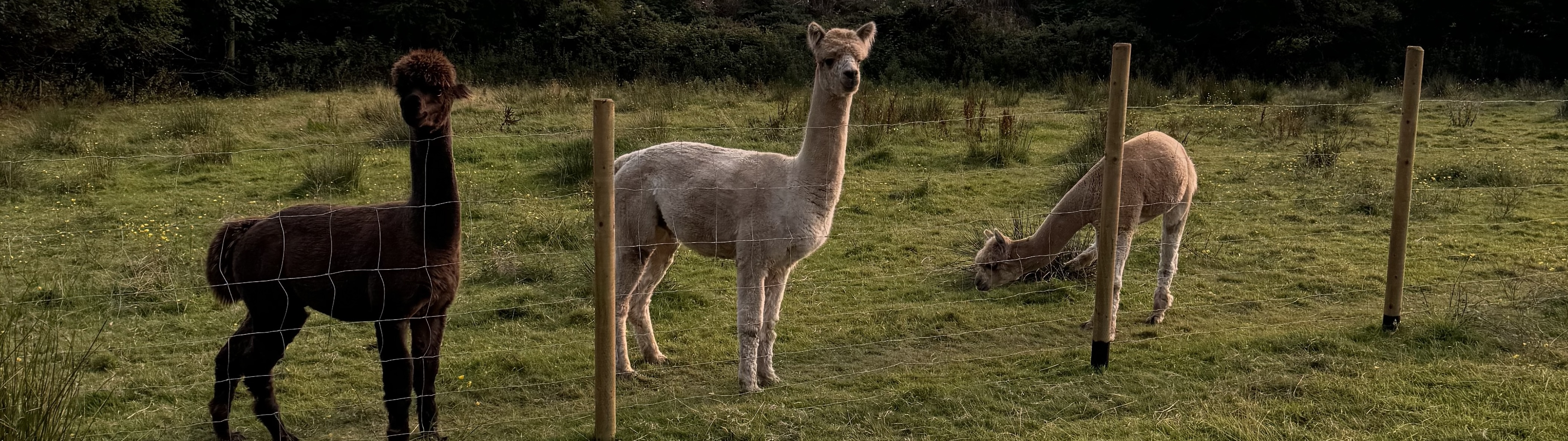 Alpaca Ireland