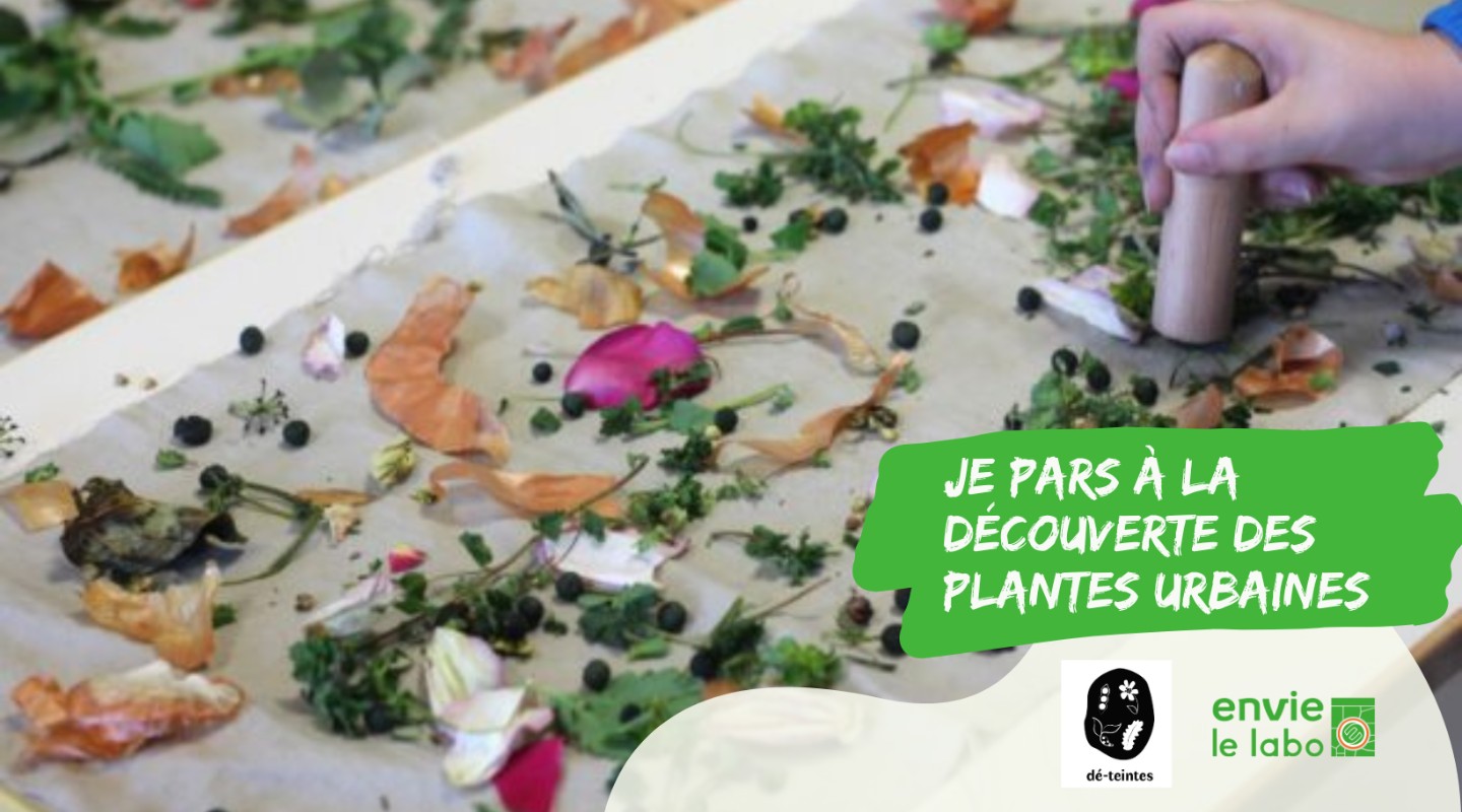 Je pars à la découverte des plantes urbaines et fais de l’impression végétale