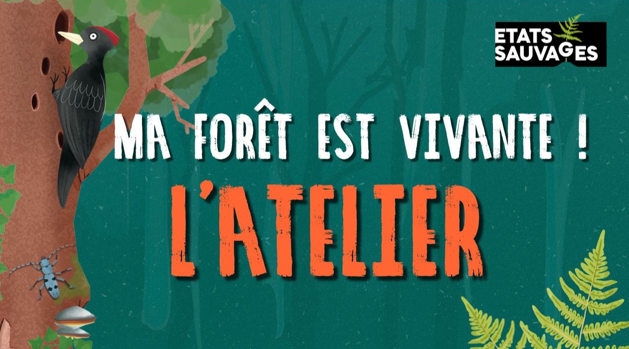 Forêt de Fontainebleau