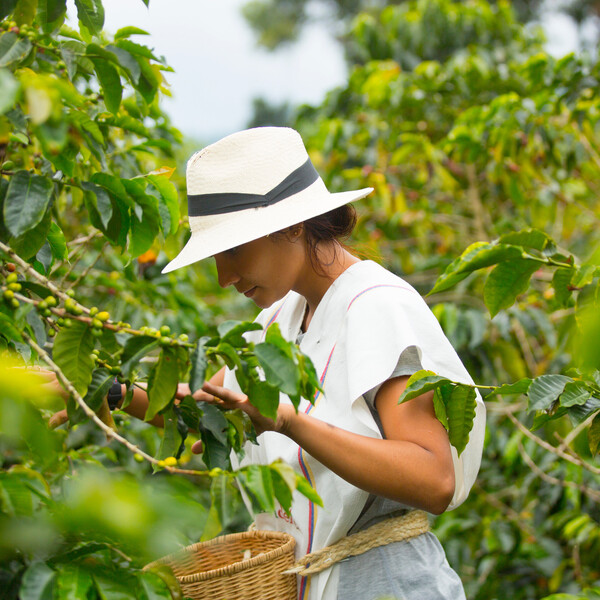 Picking coffee, Colombia