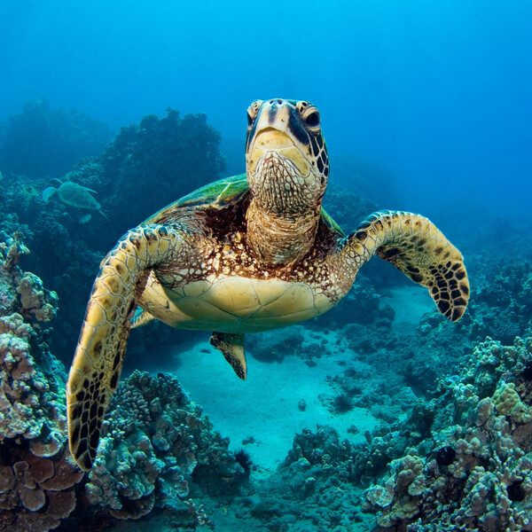 Galapagos underwater