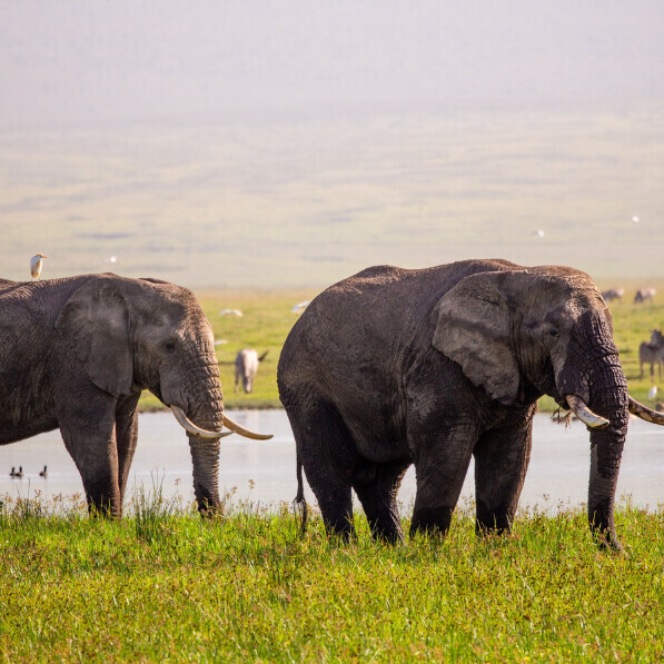 Elephants, Tanzania