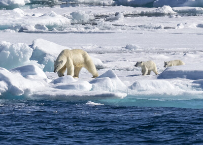 Polar bear and cubs